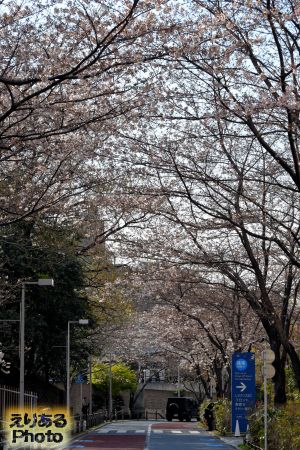 2017年六本木さくら坂の桜