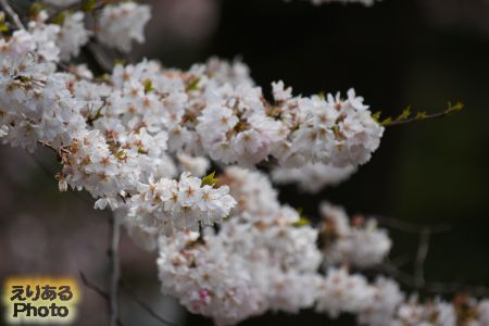 2017年靖国神社の桜