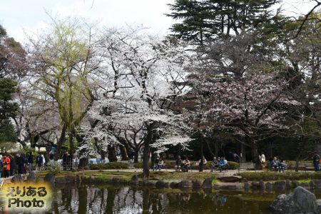 2017年靖国神社の桜