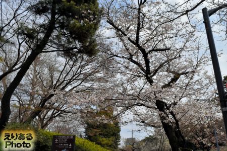 2017年千鳥ヶ淵・代官町通り土手の桜