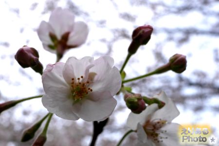 2017年桧町公園の桜