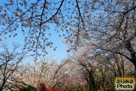 2017年飛鳥山公園の桜
