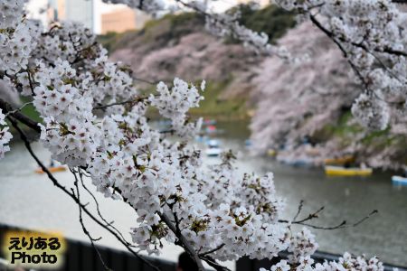 2017年千鳥ヶ淵緑道の桜