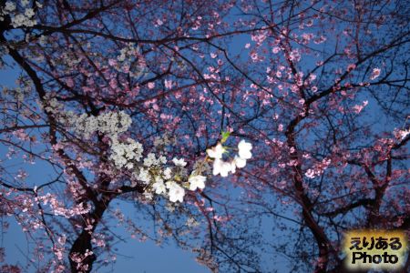 2017年千鳥ヶ淵緑道の夜桜
