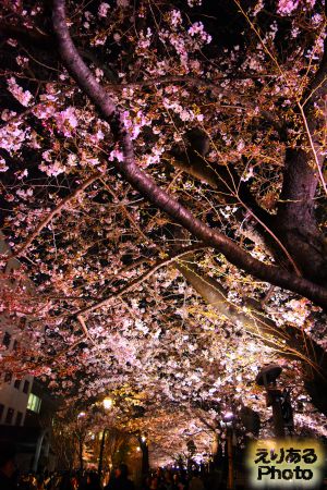 2017年千鳥ヶ淵緑道の夜桜