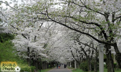 2017年辰巳の森緑道公園の桜