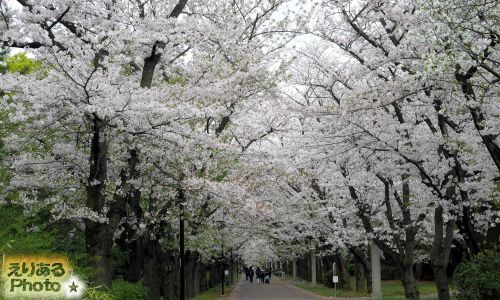 2017年辰巳の森緑道公園の桜
