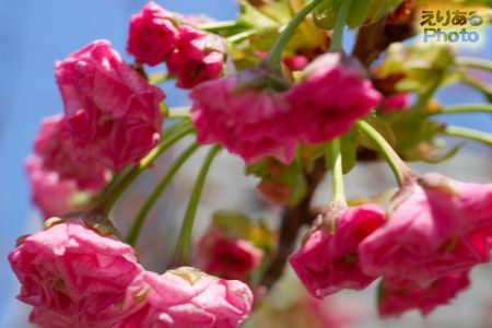 2017年豊洲の八重桜