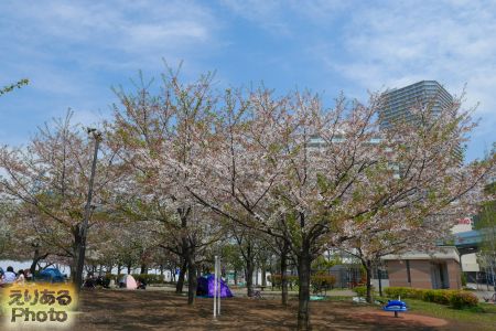 2017年豊洲公園の桜