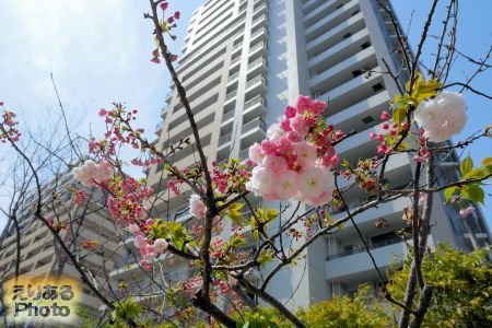 2017年豊洲の八重桜