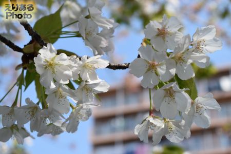 2017年大横川のほとんど散った桜