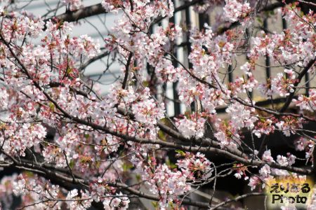 2017年大横川のほとんど散った桜