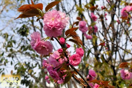 2017年豊洲公園の八重桜