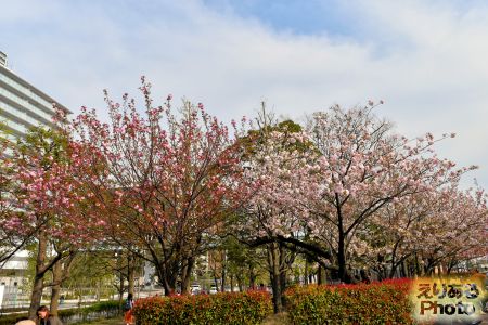 2017年豊洲公園の八重桜