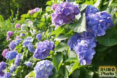 2017年飛鳥山公園の紫陽花