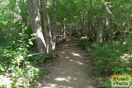 Haunted Wood Trail（お化けの森）
