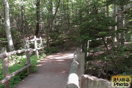 Haunted Wood Trail（お化けの森）