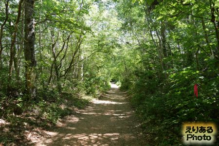 The Balsam Hollow Trail（恋人の小径）