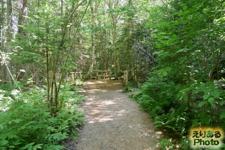 The Balsam Hollow Trail（恋人の小径）