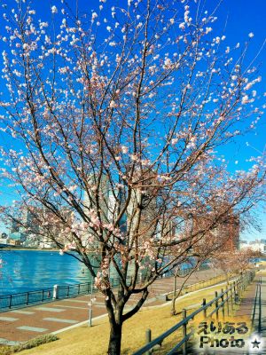 春海橋公園の寒桜2017