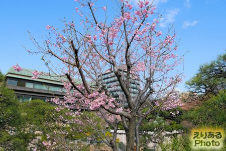 2018年ホテル椿山荘東京の桜