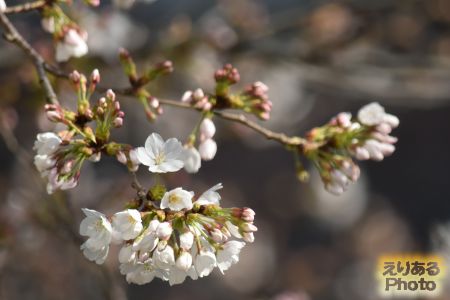 神田川並木の桜