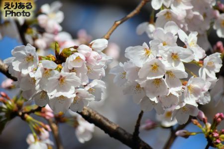 神田川並木の桜