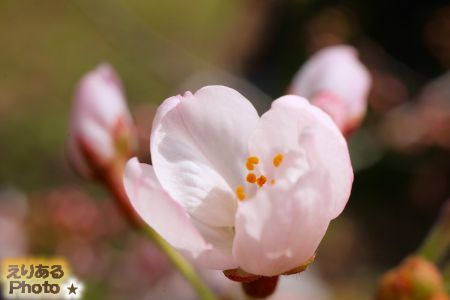 2018年辰巳の森緑道公園の桜