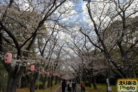 2018年辰巳の森緑道公園の桜