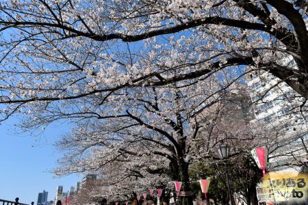 2018年隅田公園（台東区）の桜
