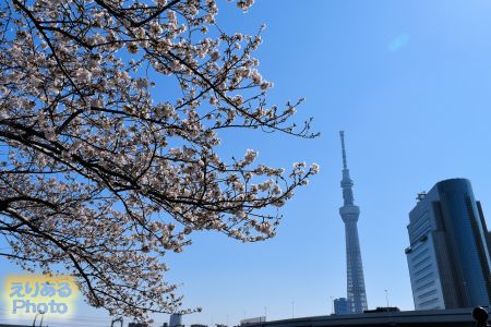 2018年隅田公園（台東区）の桜