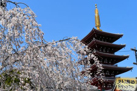 2018年浅草寺の桜