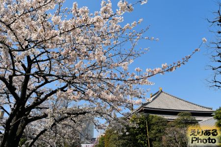 2018年浅草寺の桜