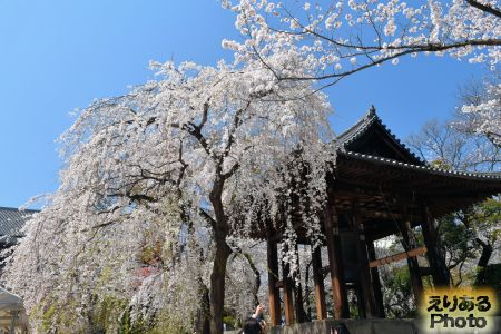 2018年大本山 増上寺の桜
