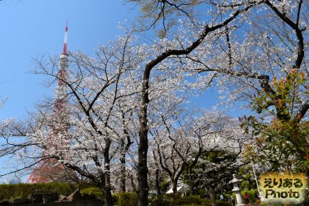 2018年大本山 増上寺の桜