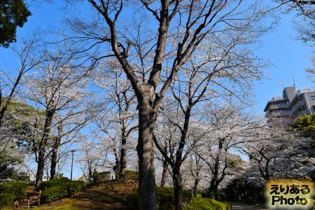 2018年隅田公園の桜