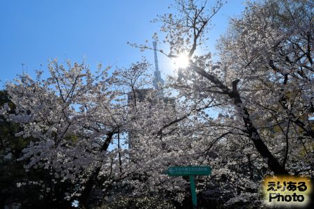 2018年隅田公園の桜と東京スカイツリー