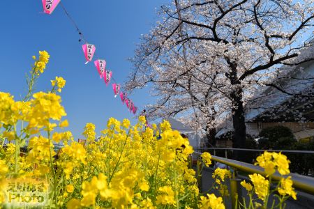 2018年墨堤通りの桜と菜の花