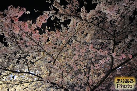 2018年はとバス 東京さくら回廊から見る夜桜