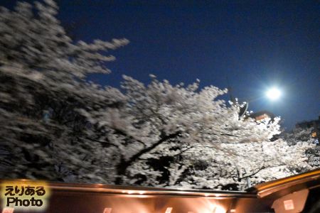 2018年はとバス 東京さくら回廊から見る夜桜
