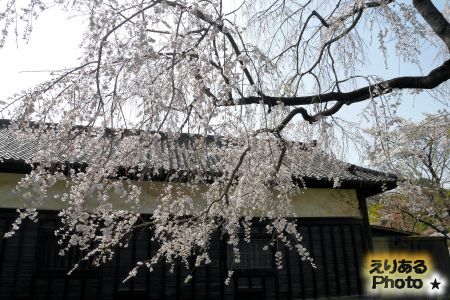 2018年皇居乾通りの桜