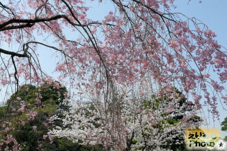 2018年皇居乾通りの桜