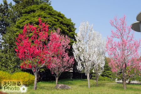 2018年皇居東御苑の桜