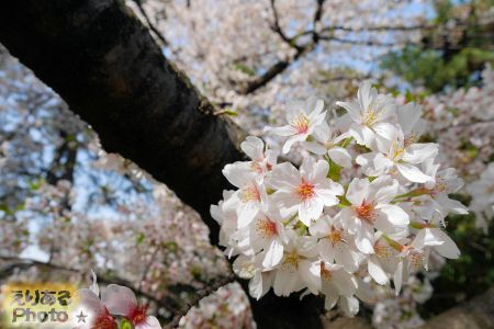2018年皇居東御苑の桜