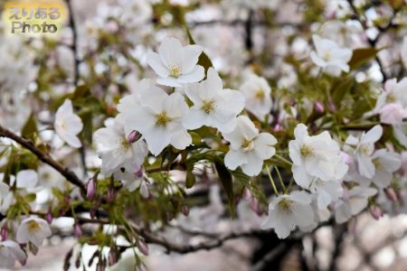 2018年豊洲公園の桜