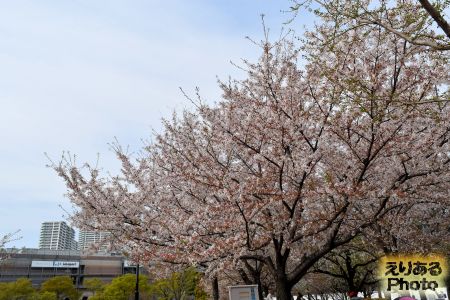 2018年豊洲公園の桜