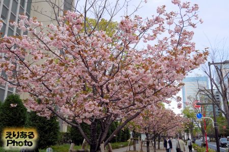 2018年豊洲の八重桜