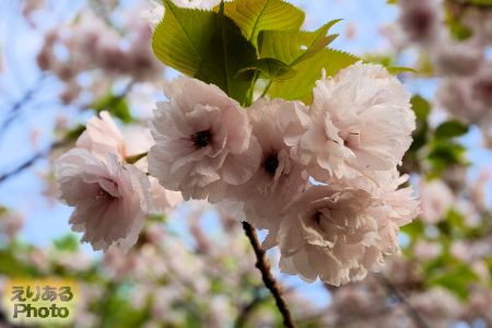 2018年豊洲公園の八重桜