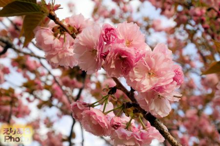 2018年豊洲公園の八重桜