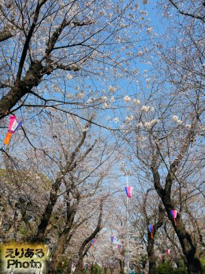 飛鳥山公園の桜2019年